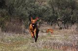 VIZSLA poil court 032